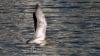 Steppe Whimbrel sighted at Saadiyat Beach Golf Club