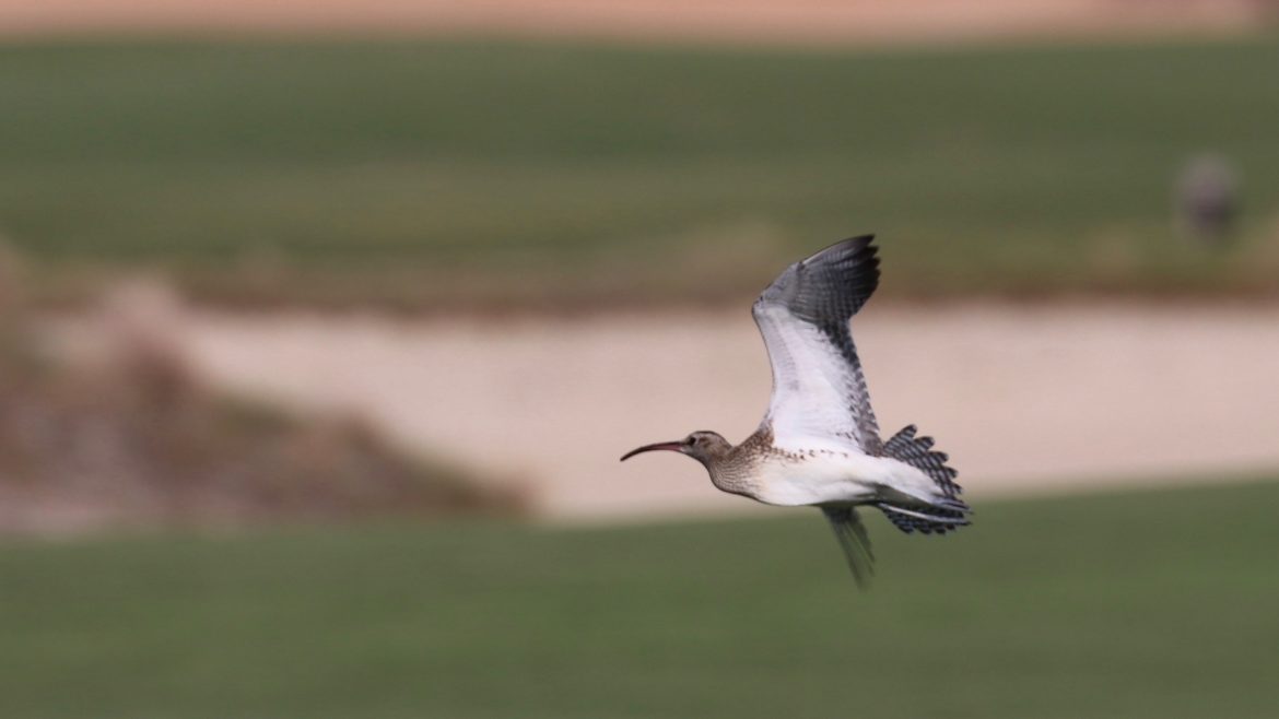 Steppe Whimbrel at Saadiyat Beach Golf Club