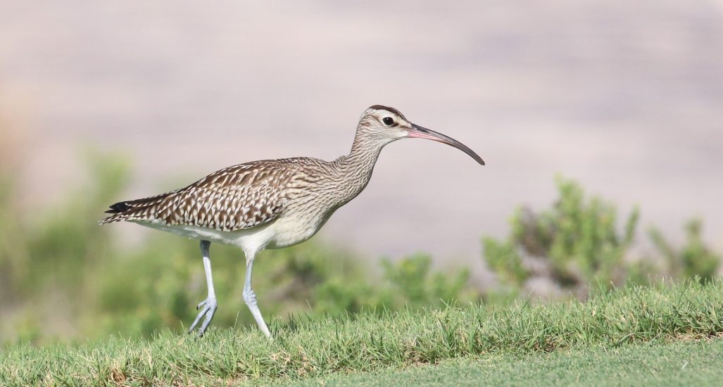 Sighting of the rare subspecies of migratory bird, the Steppe Whimbrel at Saadiyat Beach Golf Club, Abu Dhabi