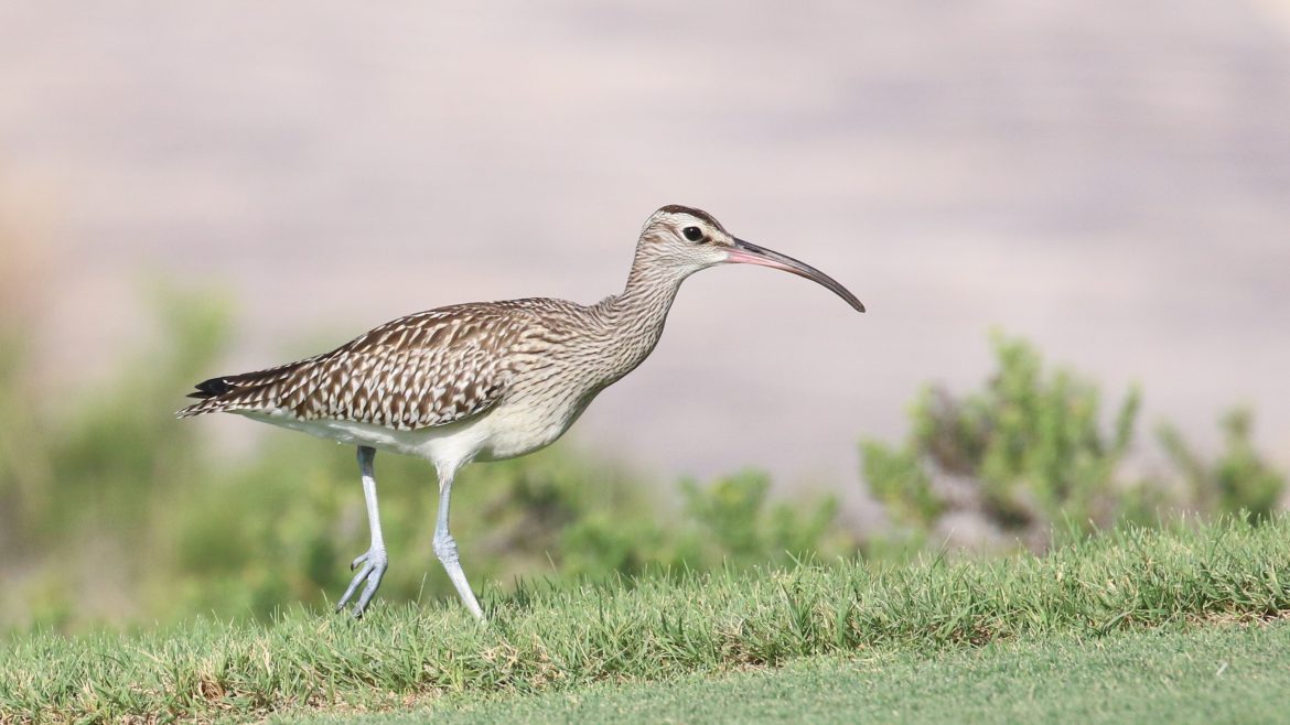 Sighting of the rare subspecies of migratory bird, the Steppe Whimbrel at Saadiyat Beach Golf Club, Abu Dhabi