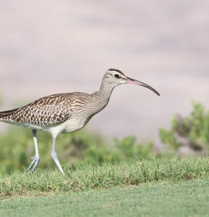 Sighting of the rare subspecies of migratory bird, the Steppe Whimbrel at Saadiyat Beach Golf Club, Abu Dhabi