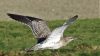 Steppe Whimbrel at Saadiyat Beach Golf Club