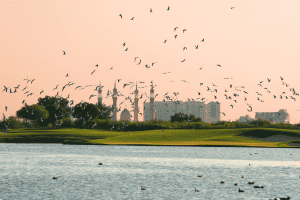 Migratory birds fly over the golf course at Al Zorah Golf Club