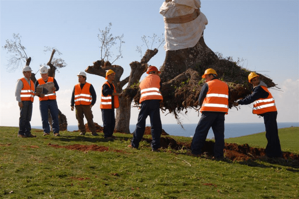Workers moving an olive tree at Costa Navarino during their re-plantation project