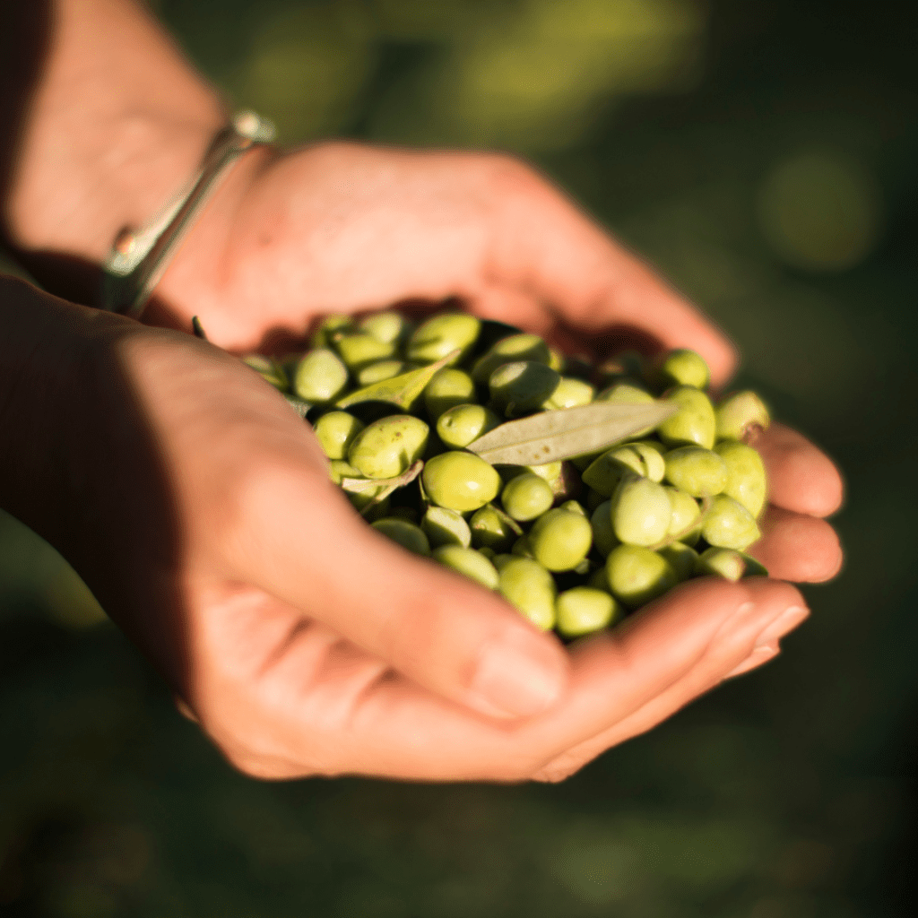 Hands holding freshly picked olives at Costa Navarino