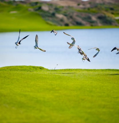 MIgratory birds flying over Al Mouj Golf Course
